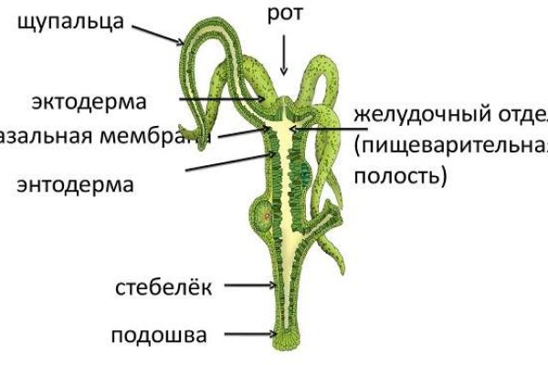 Кракен нов